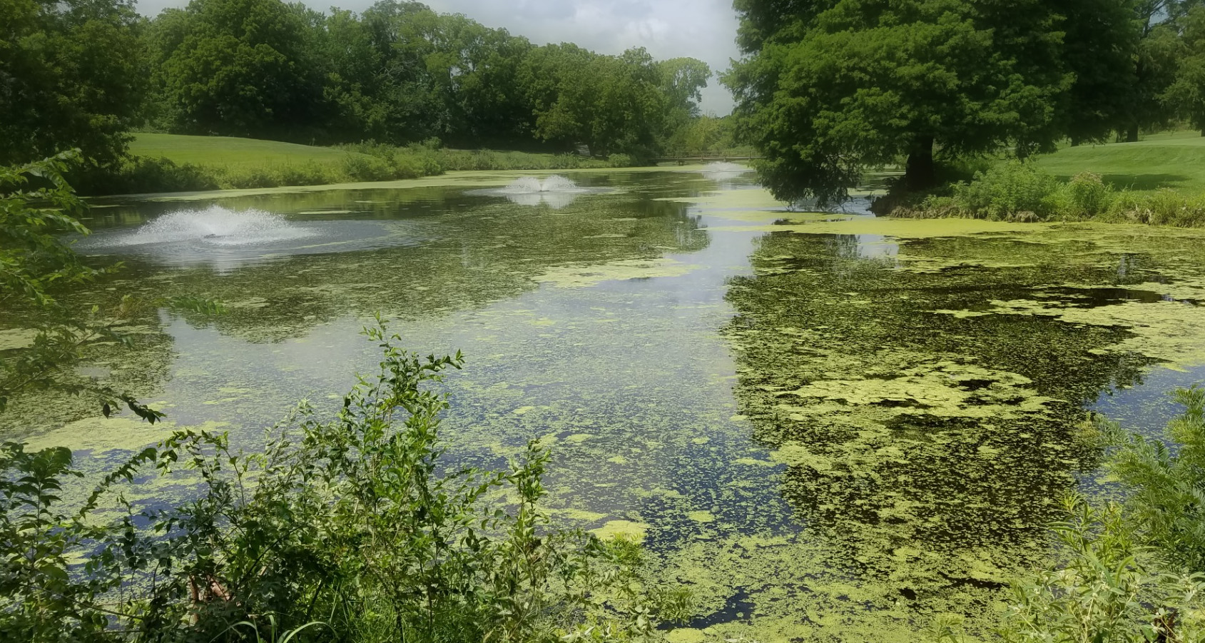 remove pond algae